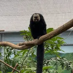 White-faced Saki