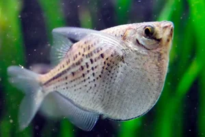 Spotted Hatchetfish