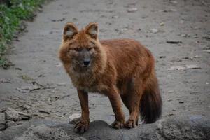Aziatische Wilde Hond