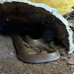Brown House Snake