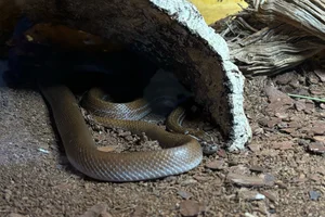Brown House Snake