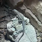 Madagascar Iguana