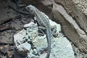 Madagaskarleguaan