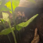 Grammostola pulchripes (Simon, 1891)