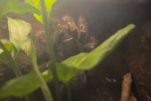Grammostola pulchripes