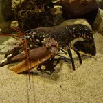 Common Lobster
