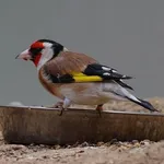 European Goldfinch