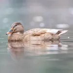 Mallard