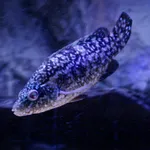 Ballan Wrasse
