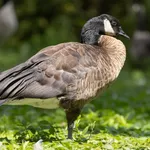 Canada Goose