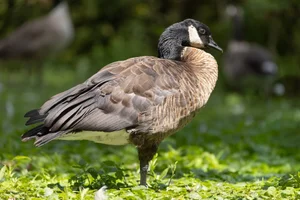 Grote Canadese gans