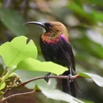 Copper Sunbird