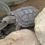 Speckled Dwarf Tortoise