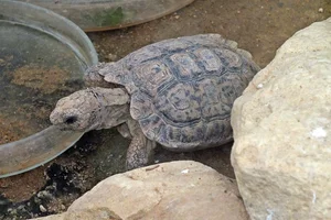 Speckled Dwarf Tortoise