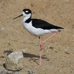 Black-necked Stilt (Black-necked)