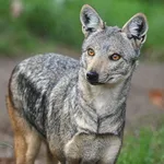 Side-striped Jackal