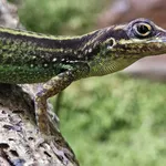 Martinique Anole