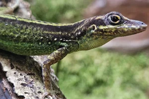 Martinique Anole