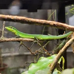 Sakishima Grass Lizard