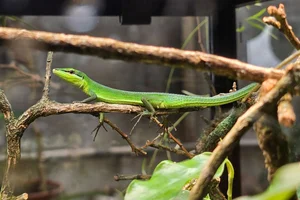 Sakishima Grass Lizard