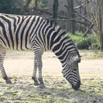 Chapman's Zebra