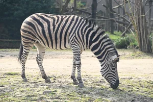 Chapmanzebra