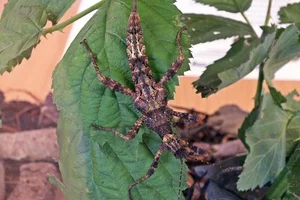 Trachyaretaon brueckneri