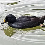 Black Scoter