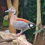 Ringed Teal