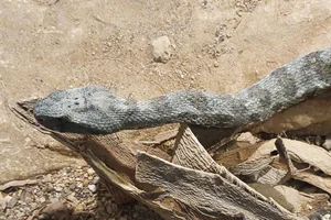 Levantijnse Adder