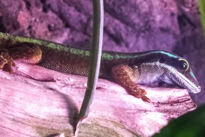 Manapany Day Gecko