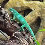Lau Banded Iguana