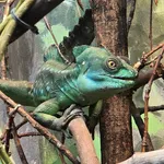 Green Basilisk