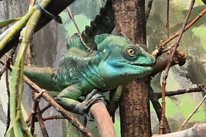 Kroonbasilisk