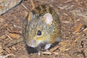 Gewone Streepmuis