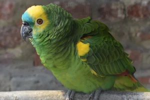 Blauwvoorhoofdamazone