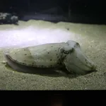 Golden cuttlefish