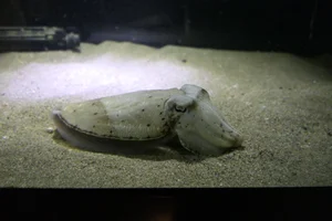 Golden cuttlefish