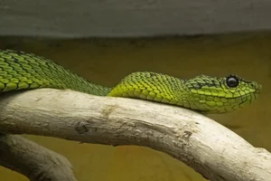 Great Lakes Bush Viper