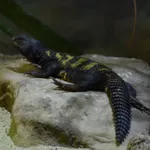 Southern Saharan Spiny-tailed Lizard