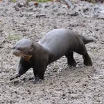 Giant Otter
