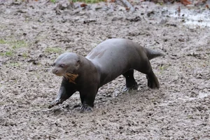 Reuzenotter