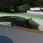 Lake Patzcuaro Salamander