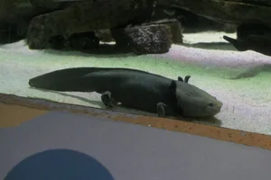 Lake Patzcuaro Salamander