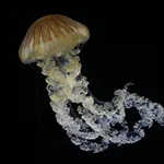 Japanese sea nettle