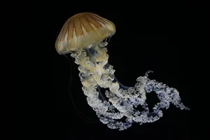 Japanese sea nettle