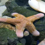 Choriaster granulatus Lütken, 1869