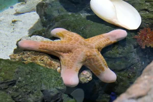 Choriaster granulatus