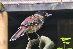 Spotted Laughingthrush