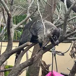 White-nosed Coati